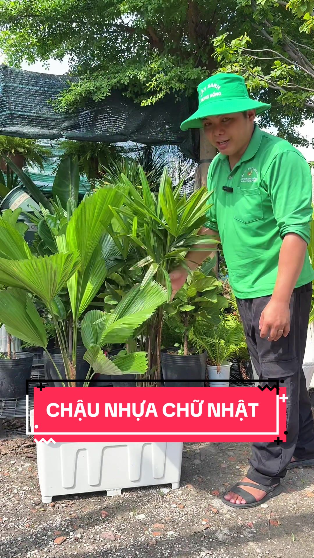 @C&acirc;y Xanh Phong Hồng