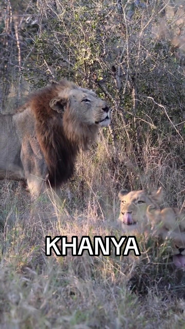 @𝓝 𝓪 𝓲 【Lion Expert】