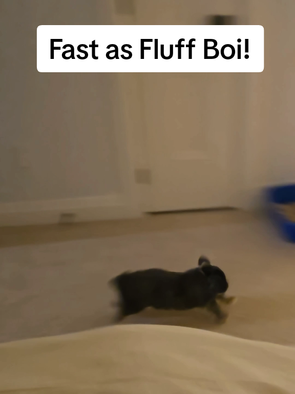 @Blueberry the Bunny