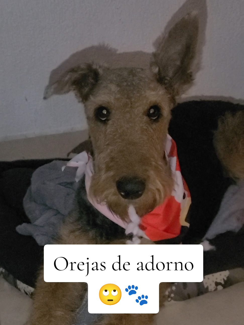 @Trufa Y M&aacute;ximo🐾Airedales