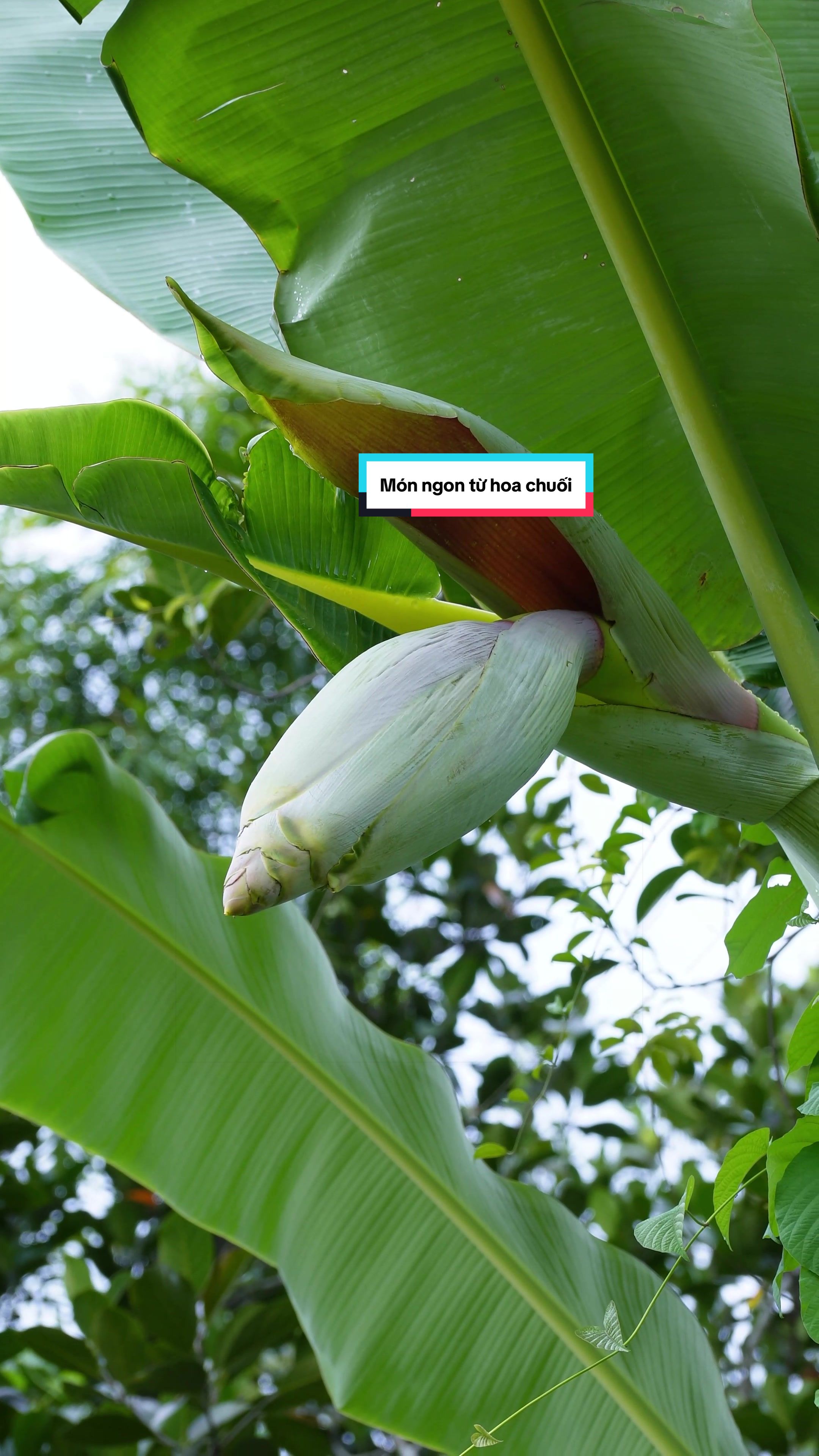 @Sức T&agrave;y