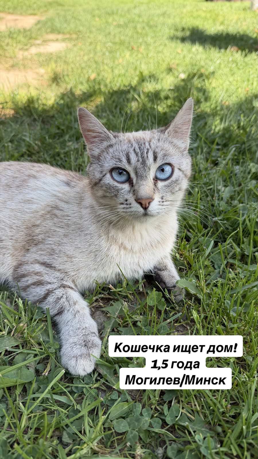 @Котята в дар!