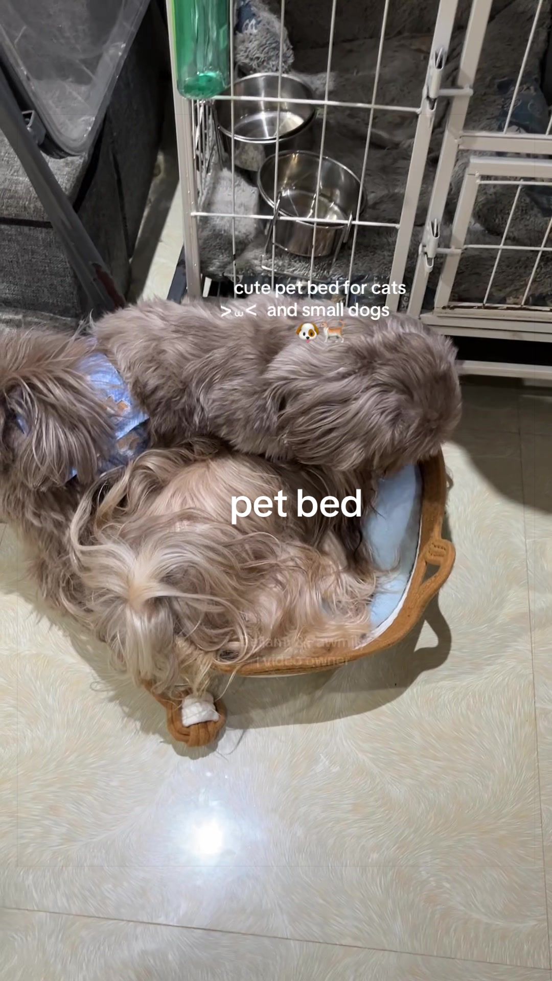 @Bellamy&Pawmily