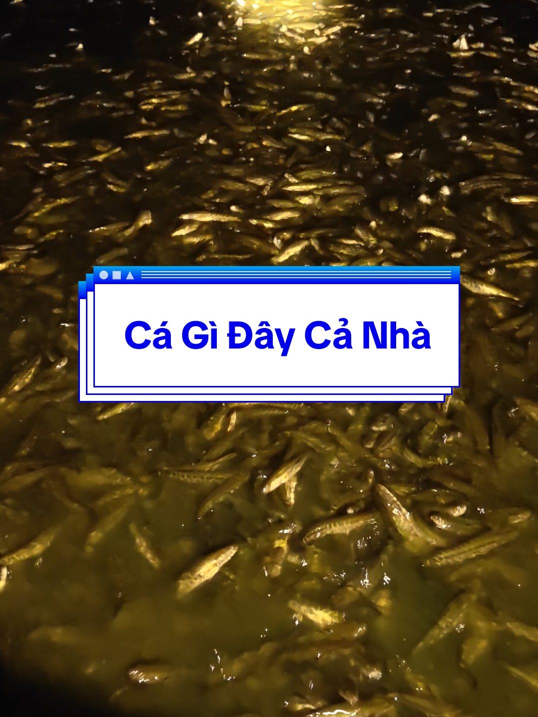 @Cá Chuối Hoa
