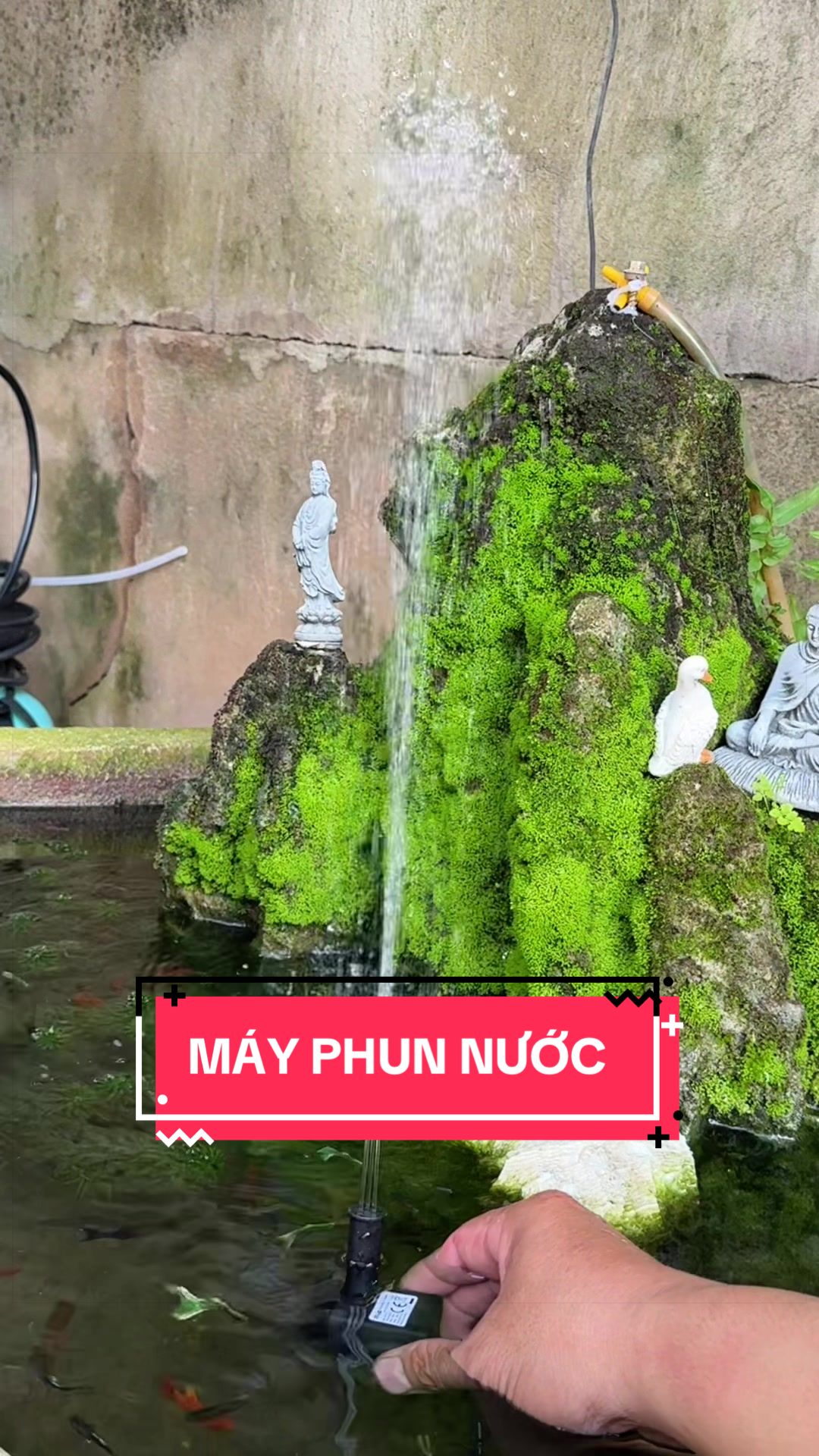 @Cây Xanh Phong Hồng
