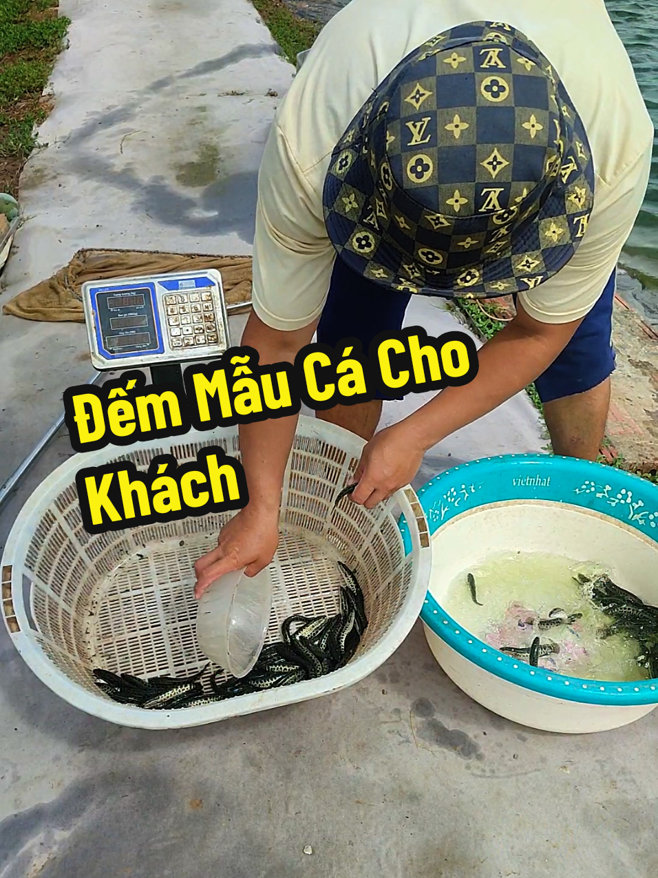 @Cá Chuối Hoa