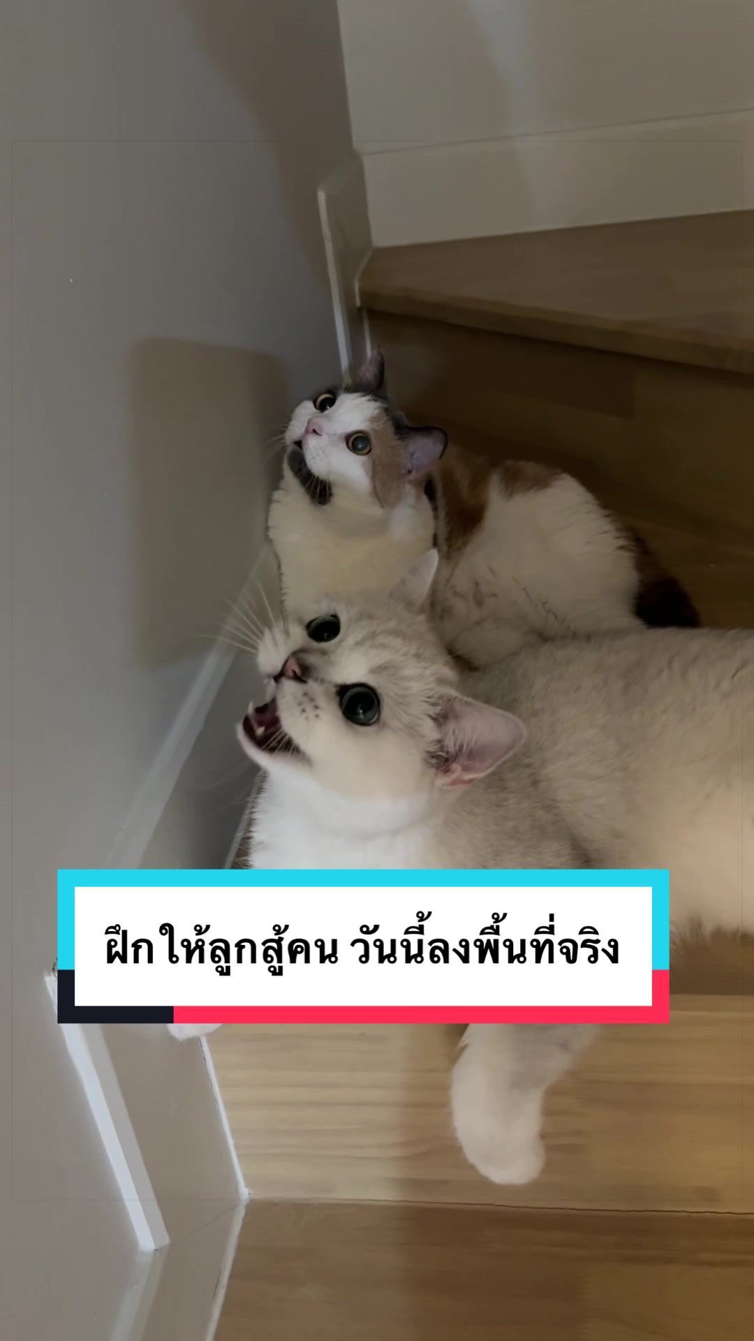 @คิมบับครับผม