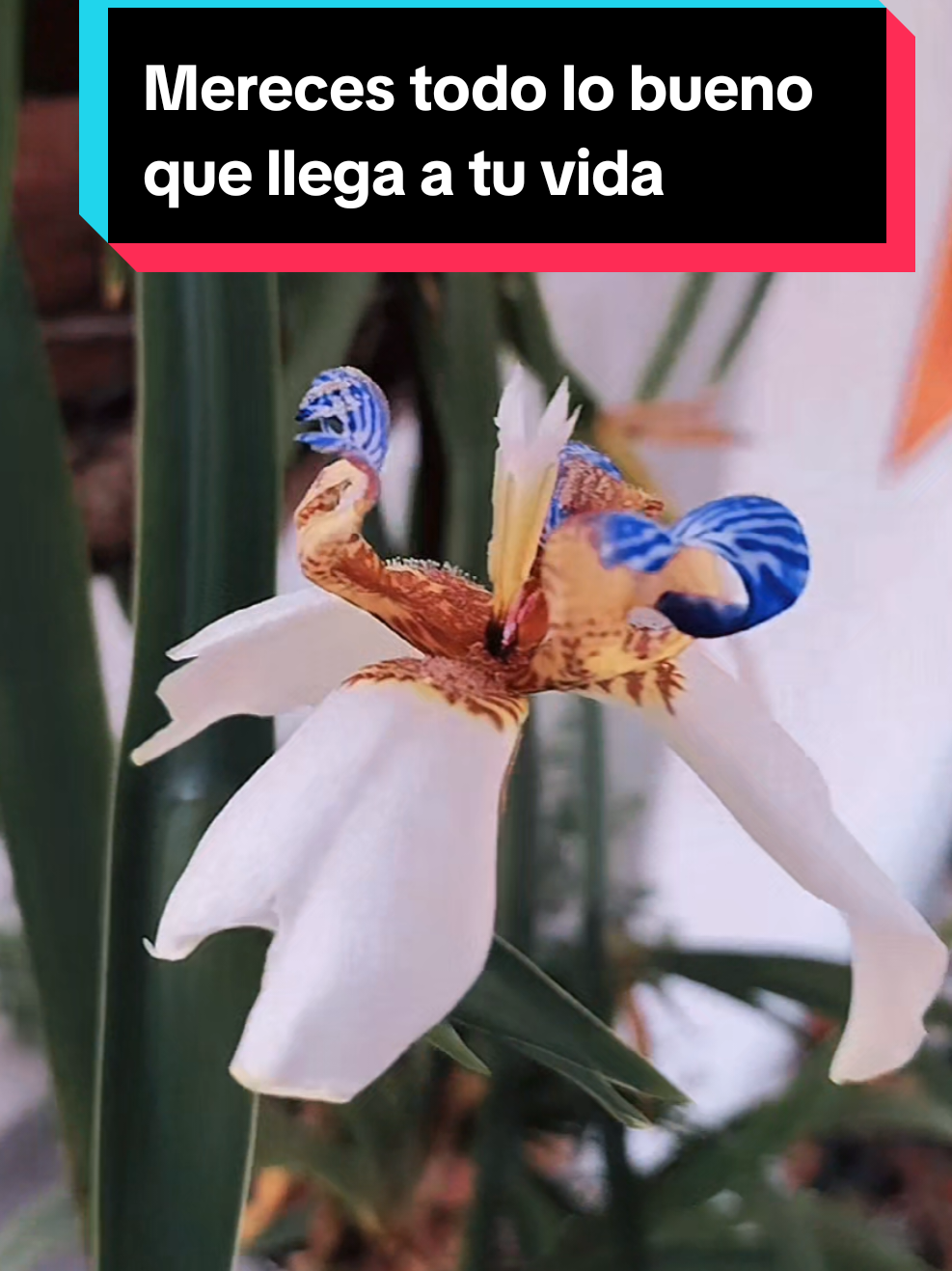 @Liliana Zabala Mendoza