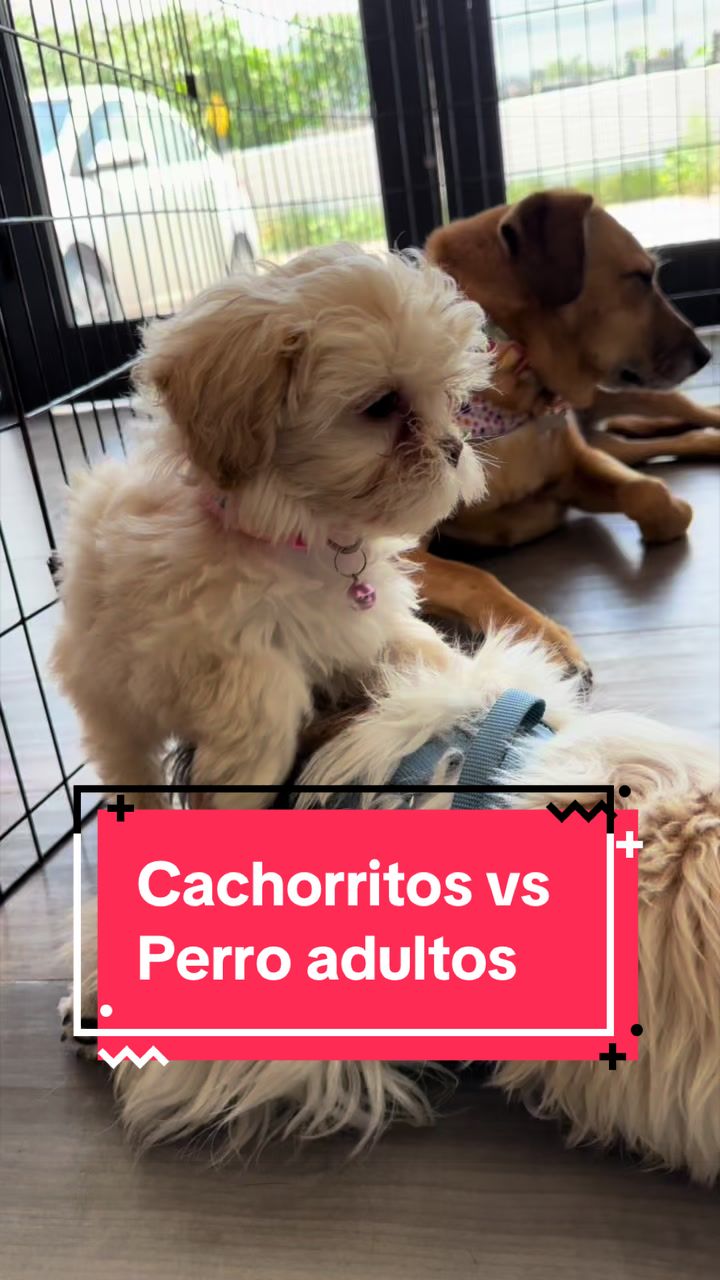 @HeyCosmopaws!