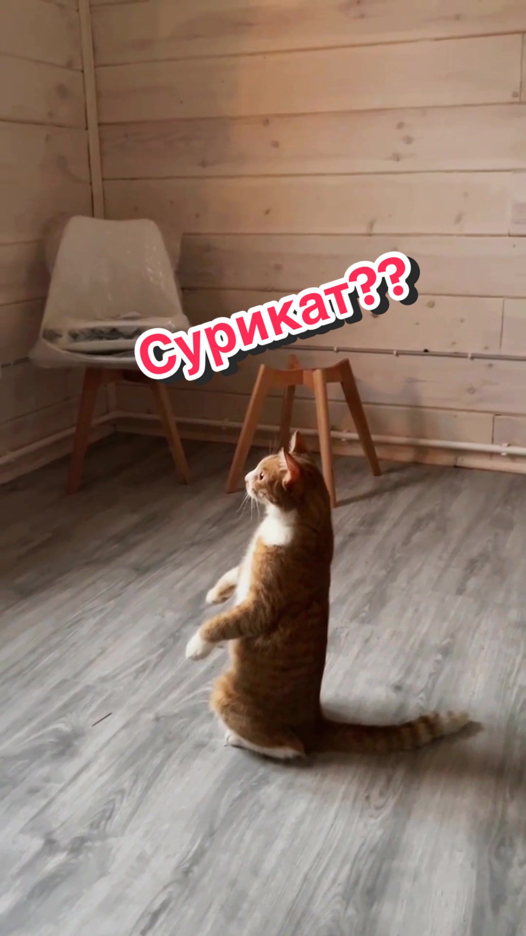@Пафнутрий