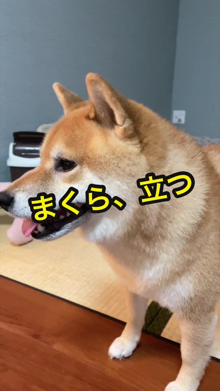 @特に柴犬が好きな人