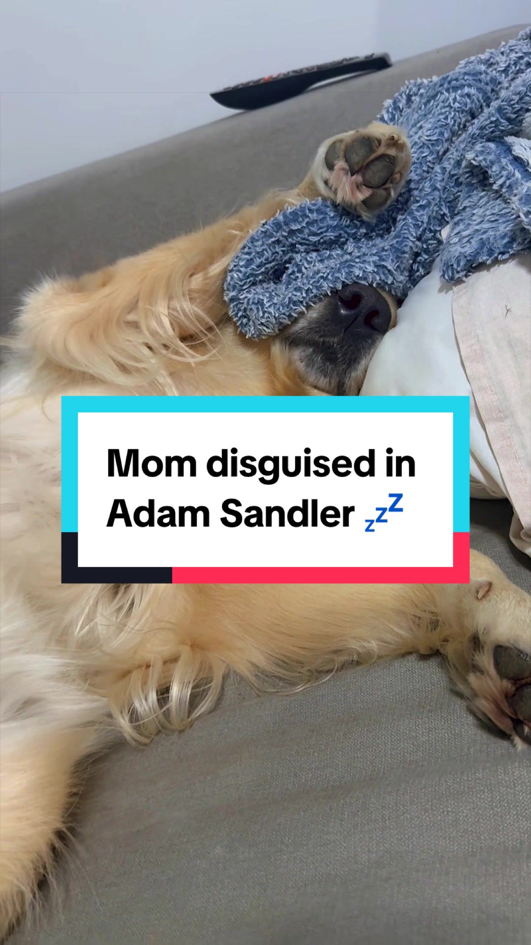 @3goldenretriever