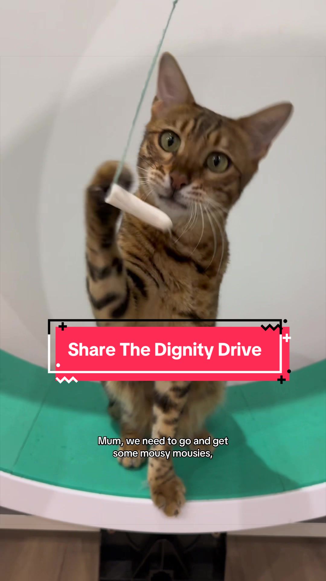 @Skeeter The Bengal