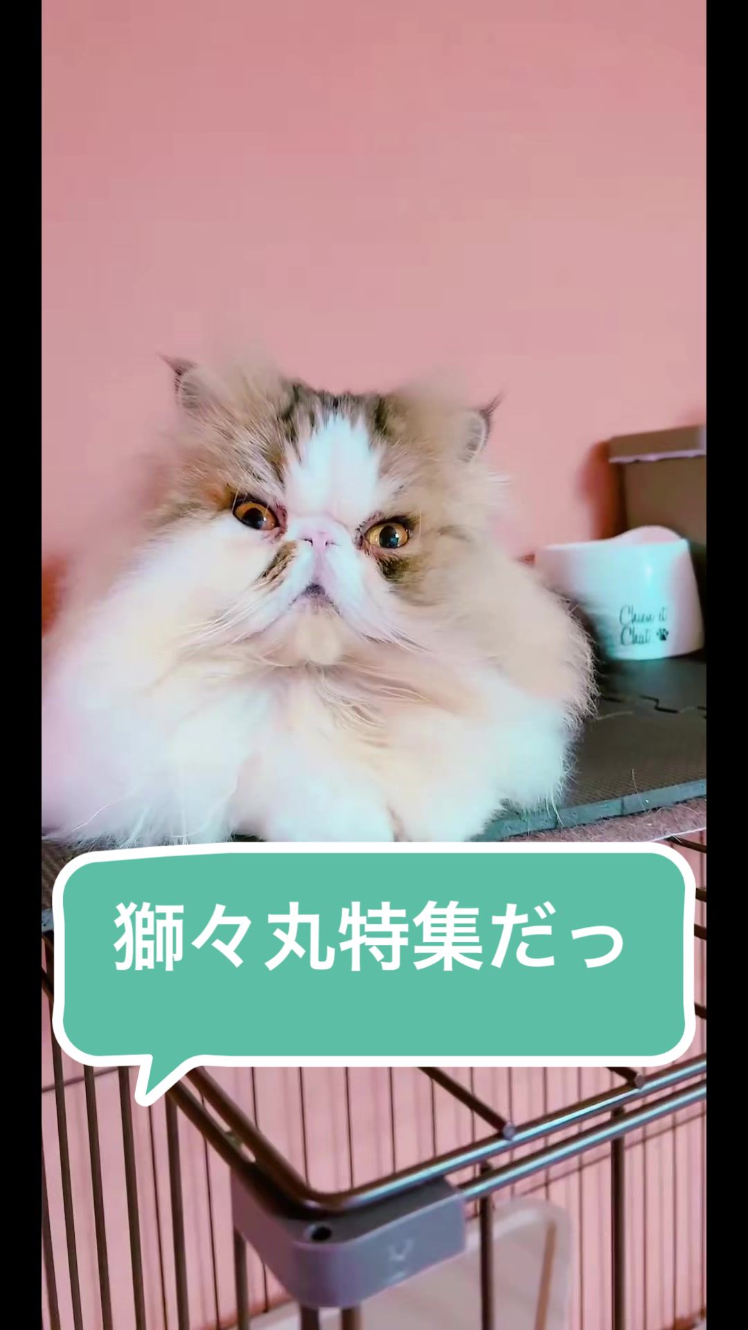 @chataro🐾🍯family