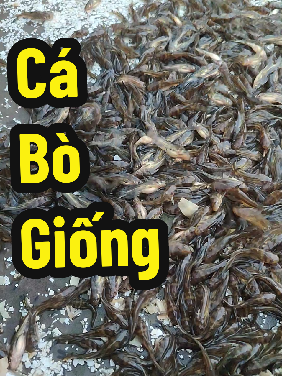 @Cá Chuối Hoa