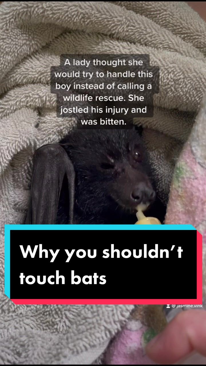 @🦇Jasmine 🦇