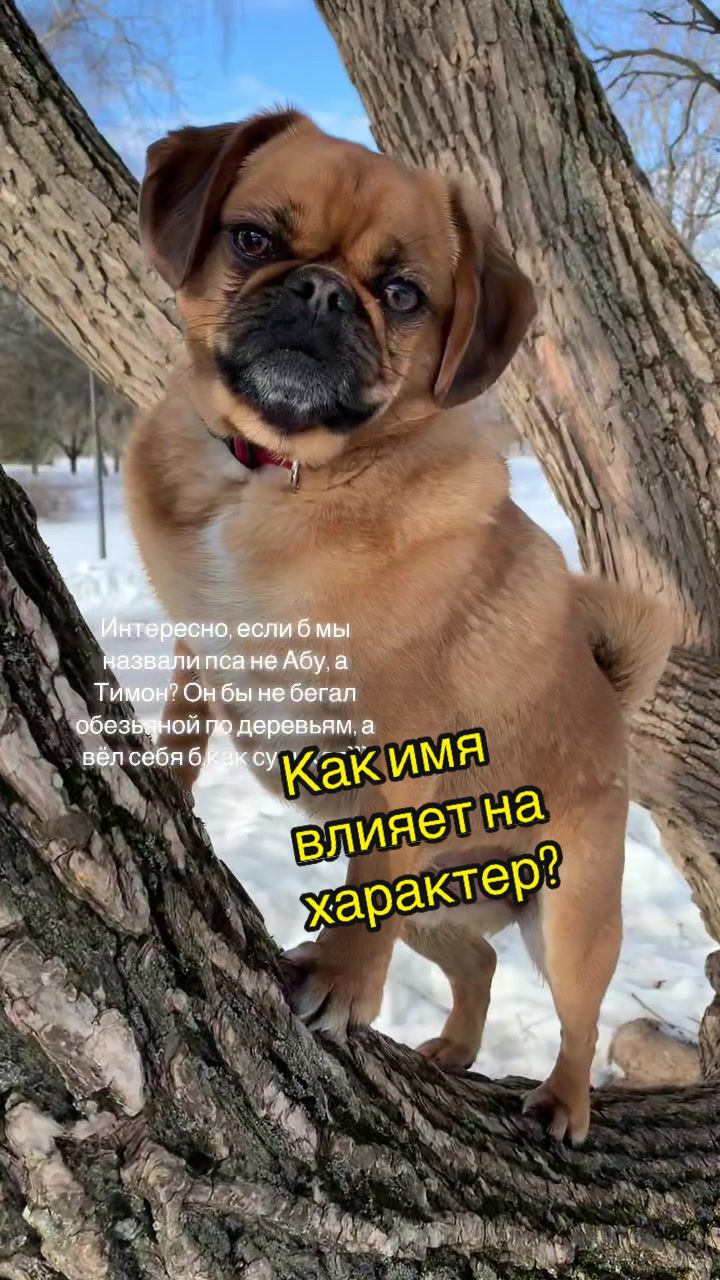 @Абу Саныч и Холли Ольговна