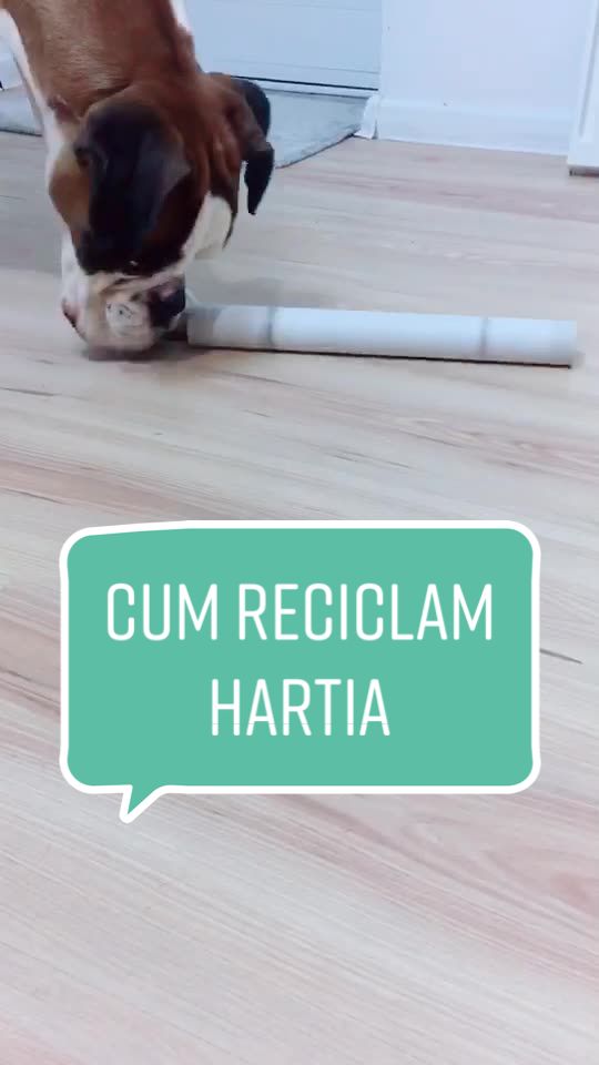 @casaluirobin