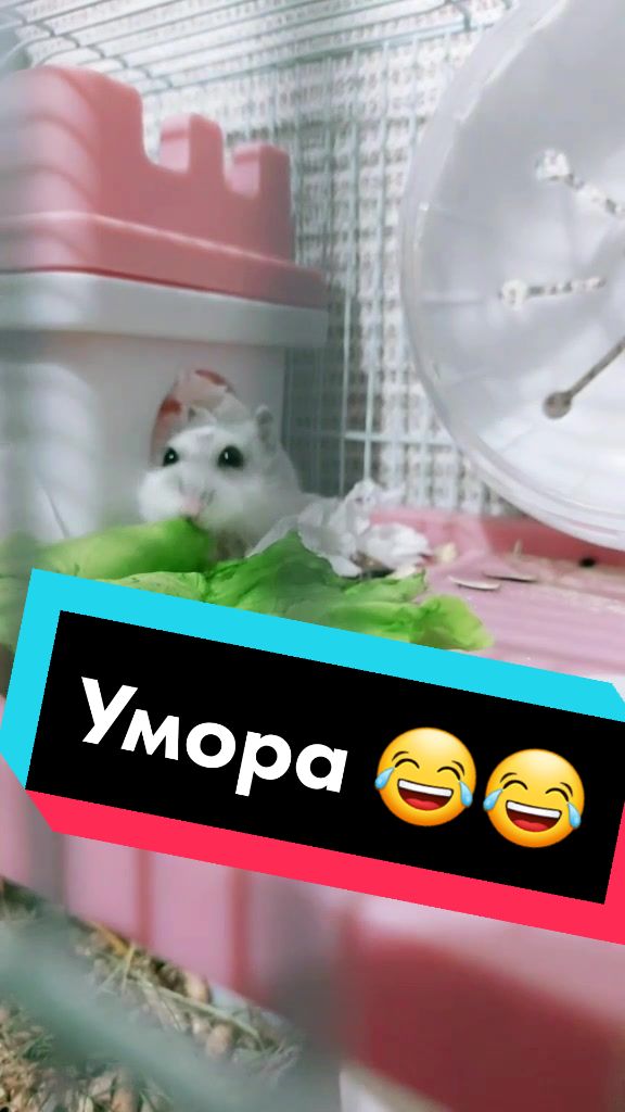 @Yary