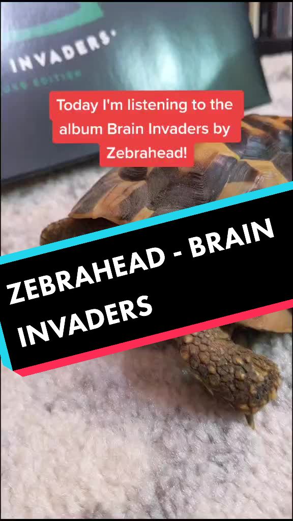 @TurntableTortoise