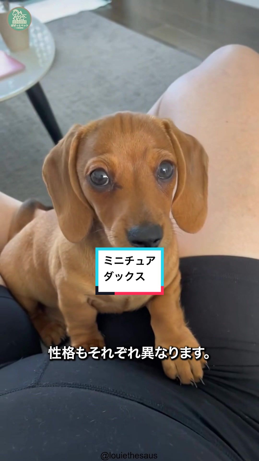 @ぱぱっとペット【動物1分解説】