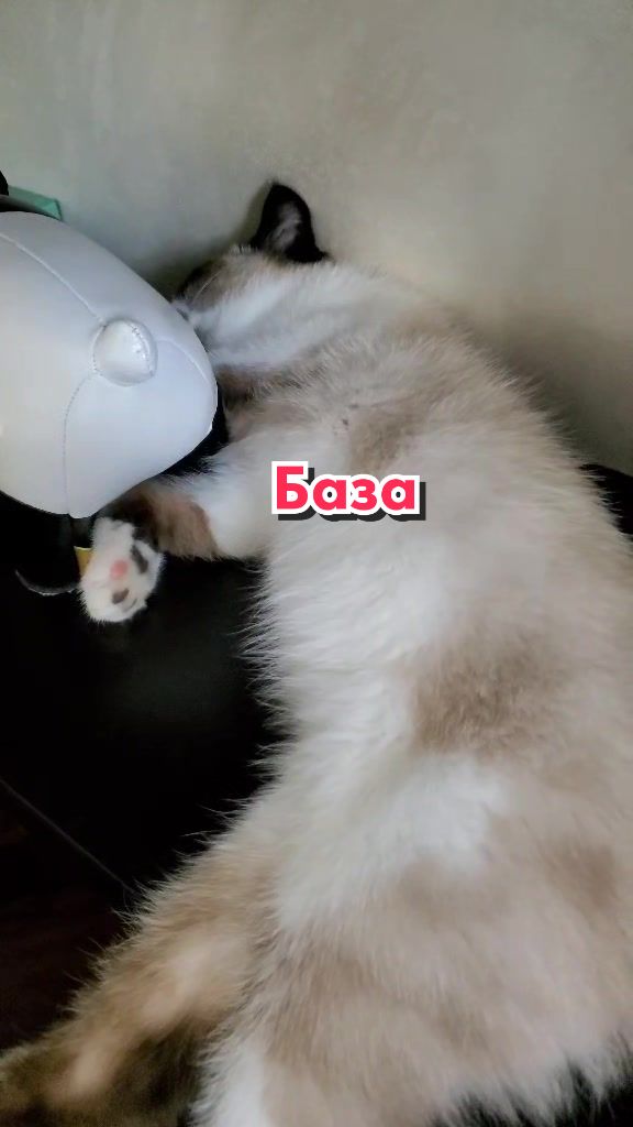 @Кот Клякса