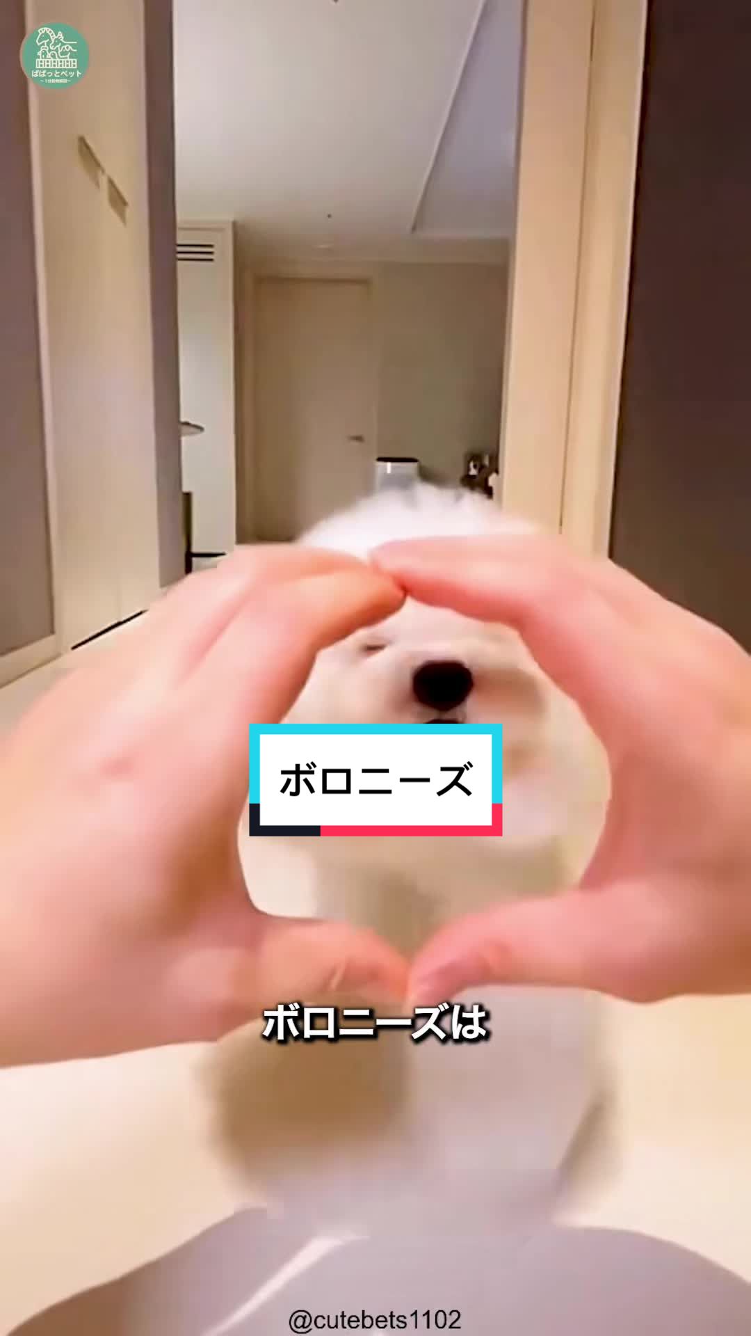 @ぱぱっとペット【動物1分解説】