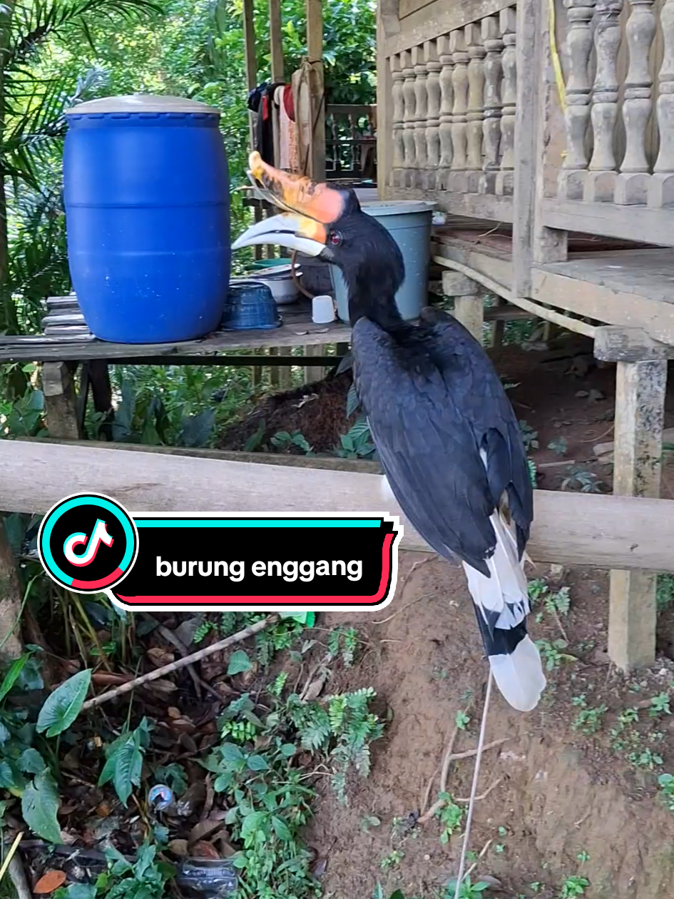 @@Borneo Explore_