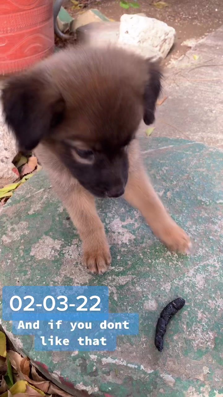 @Rescued stray dog and puppy’s