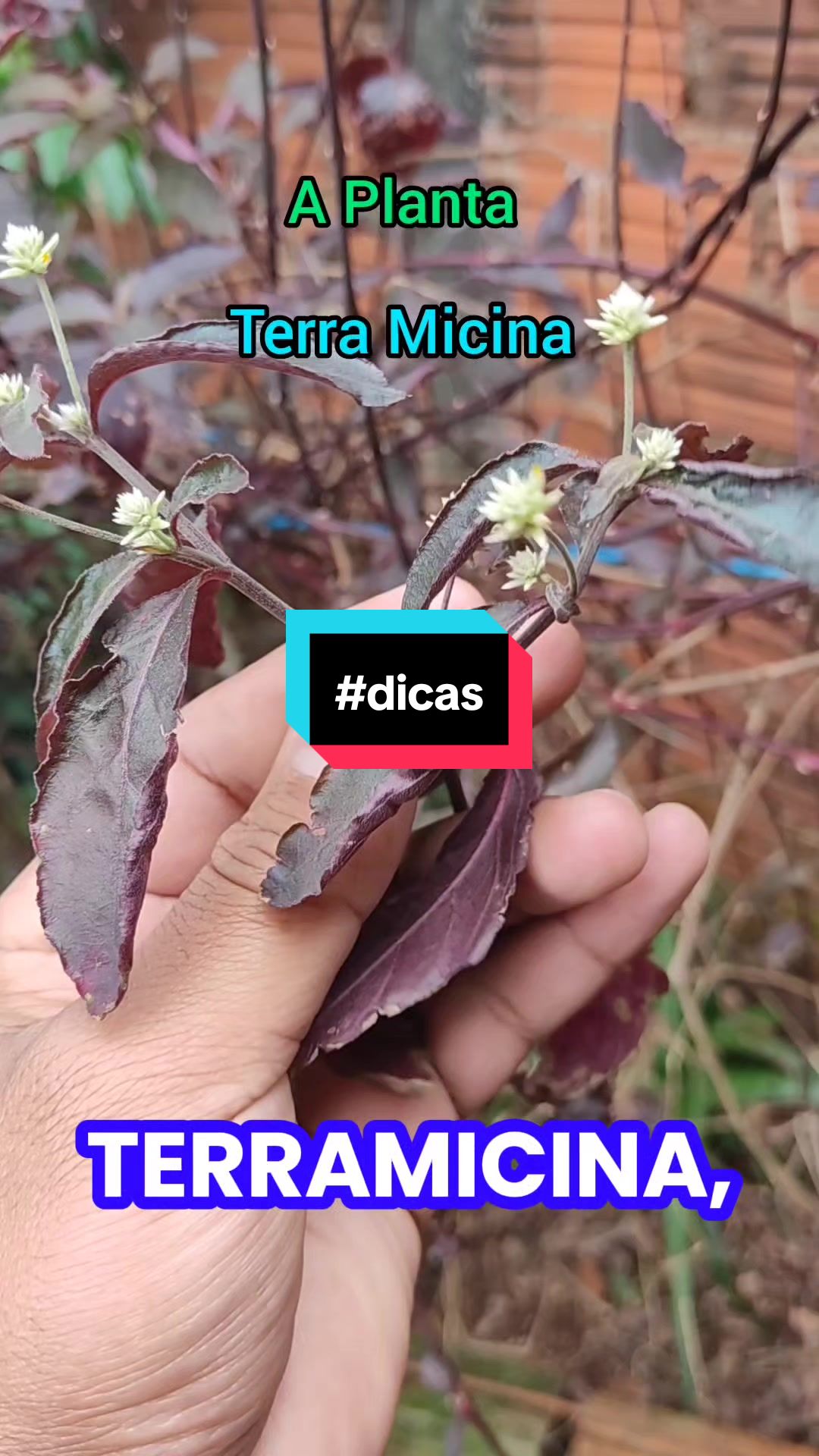 @natureza e sa&uacute;de