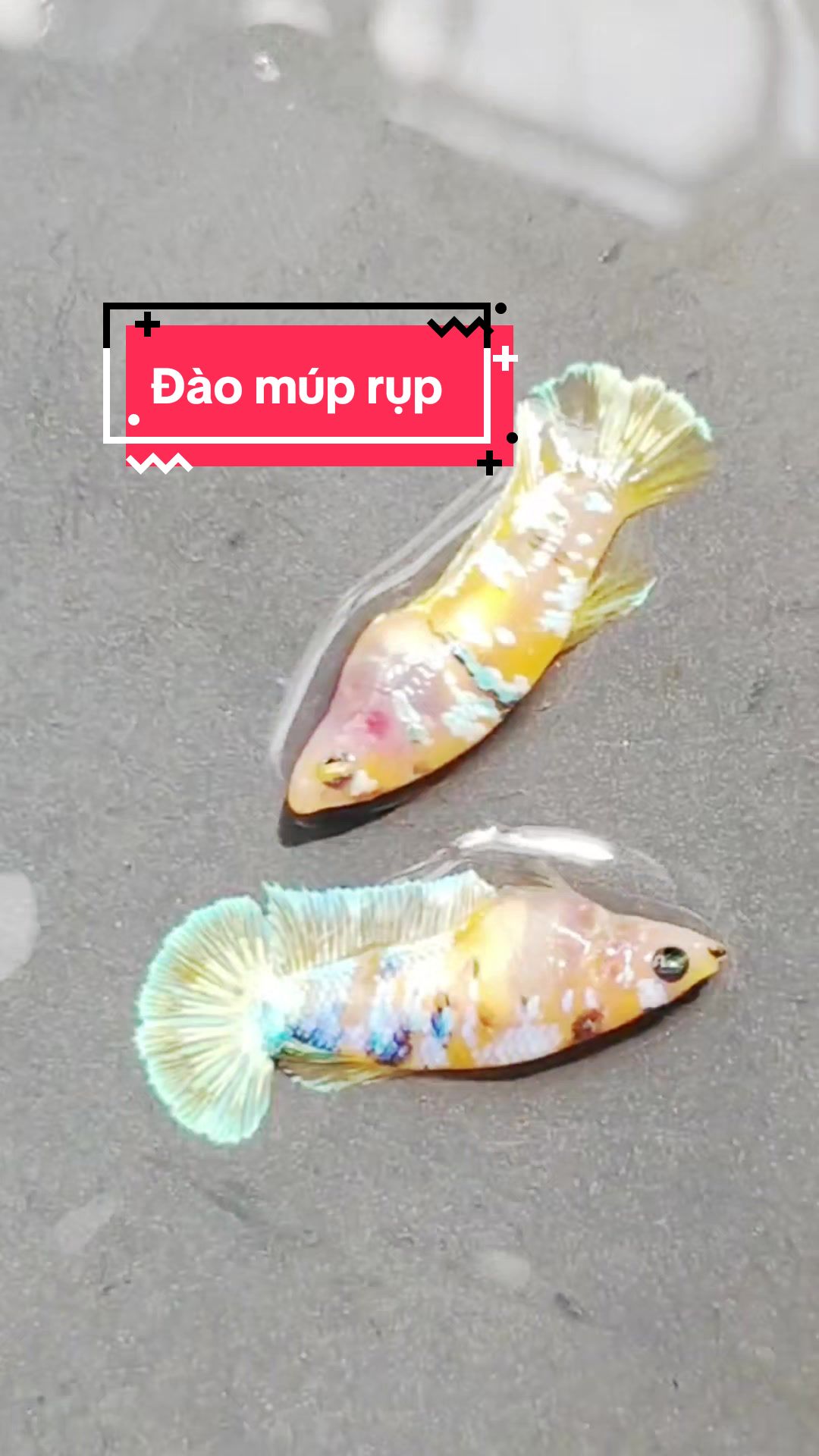 @Nhi Nguyễn Betta