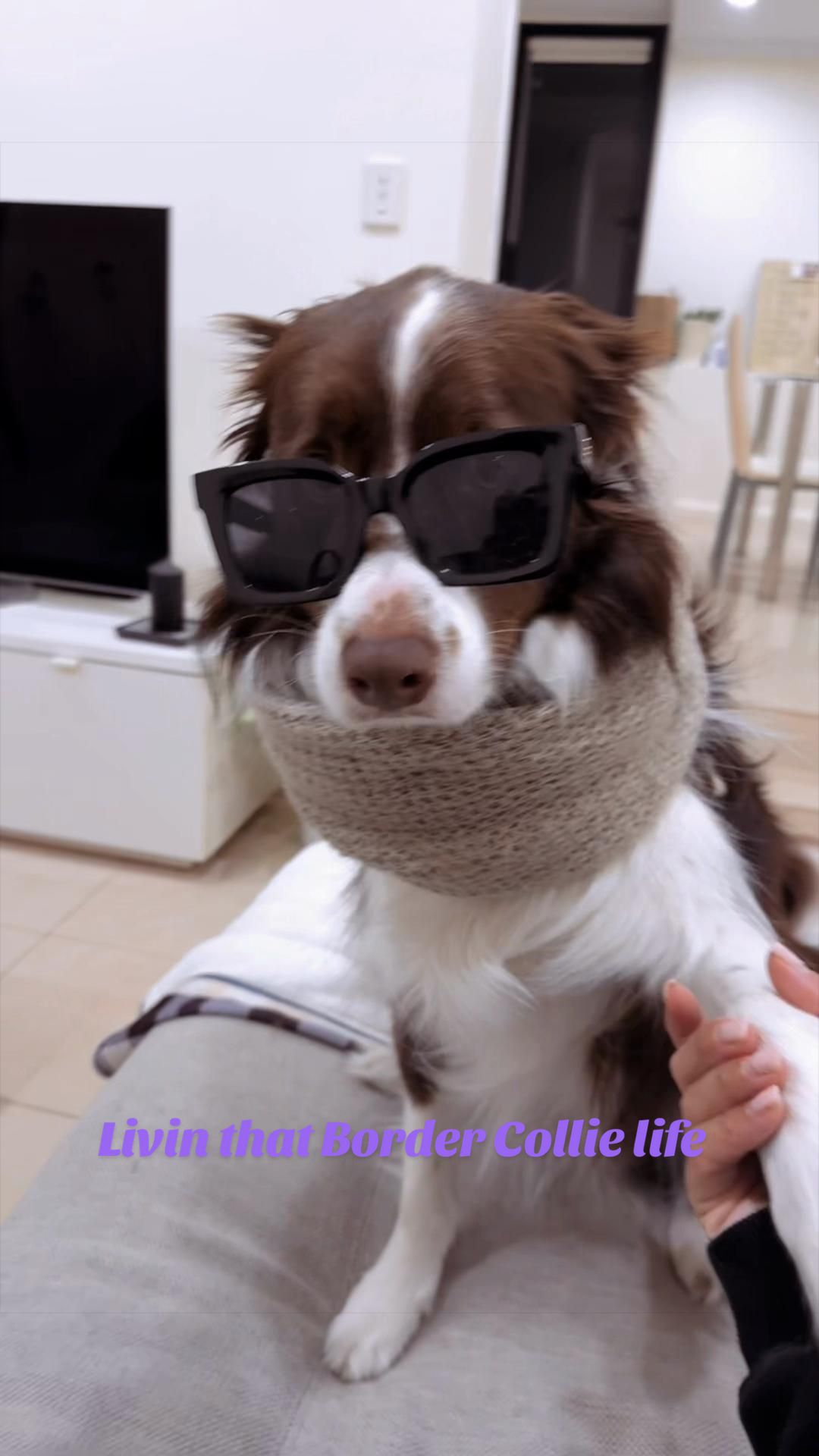 @Just Flame and his Human