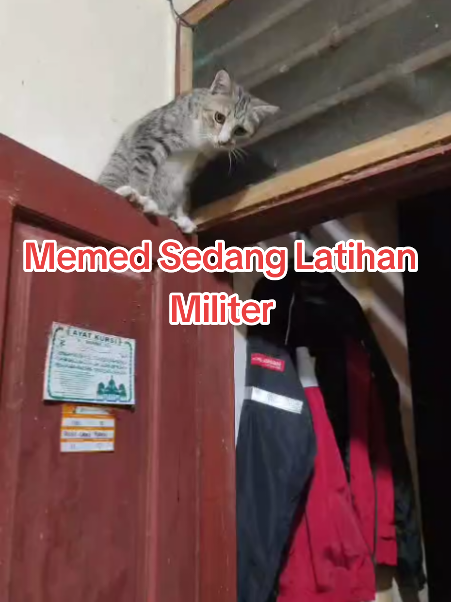 @Medayo Petcare