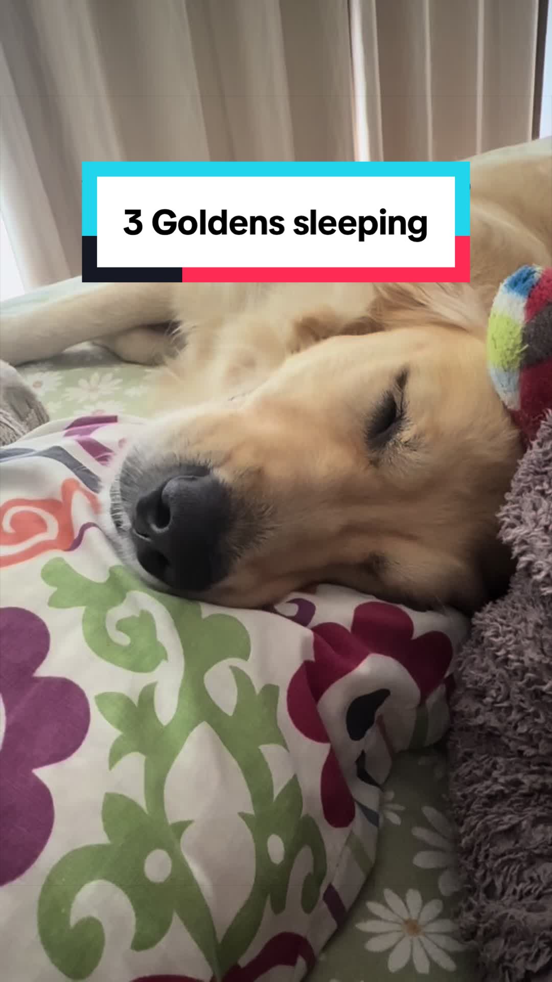 @3goldenretriever