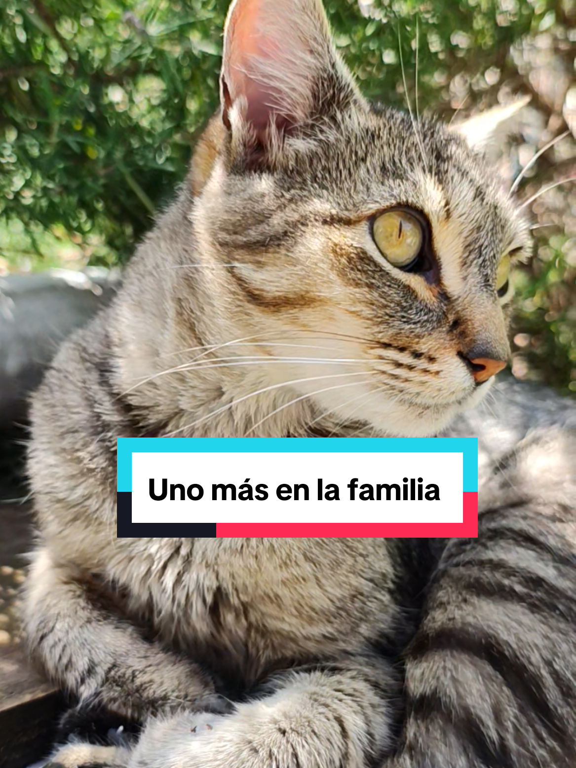 @Lunita🐱🌜