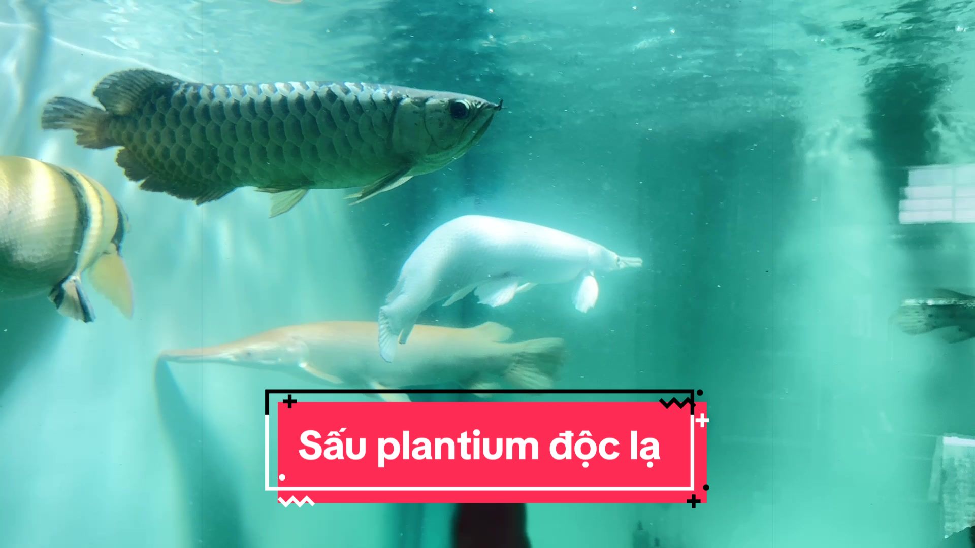 @Ph&aacute;t Đạt B&aacute;n C&aacute; 😎🐠🦈