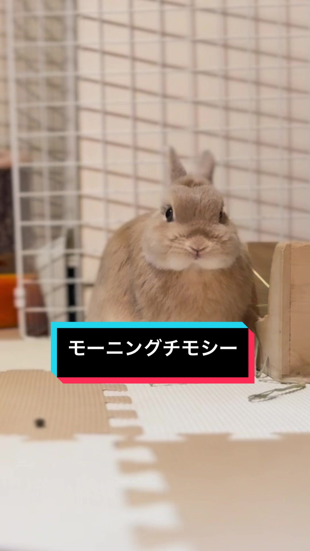 @うさぎのもちまる