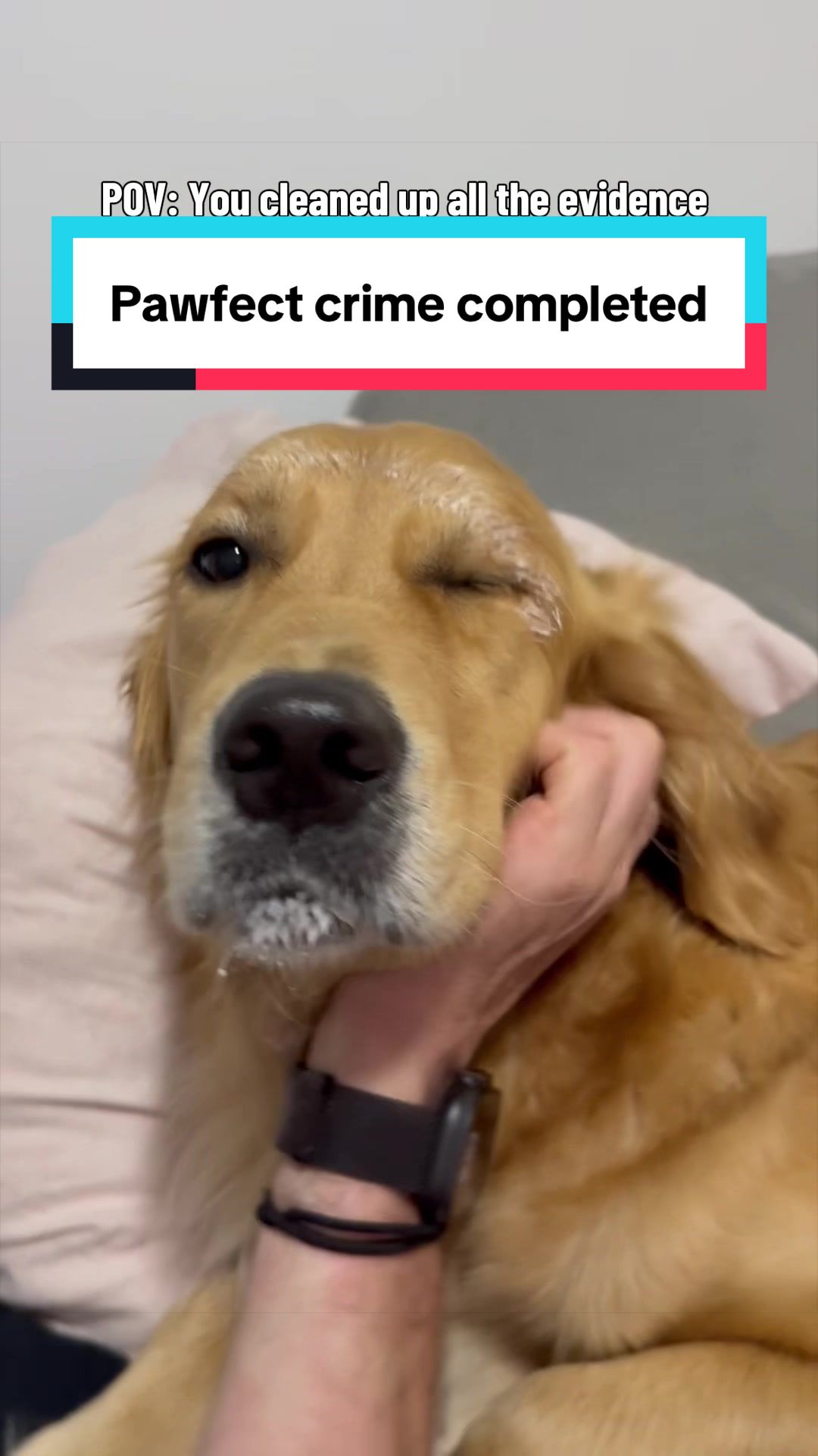 @3goldenretriever