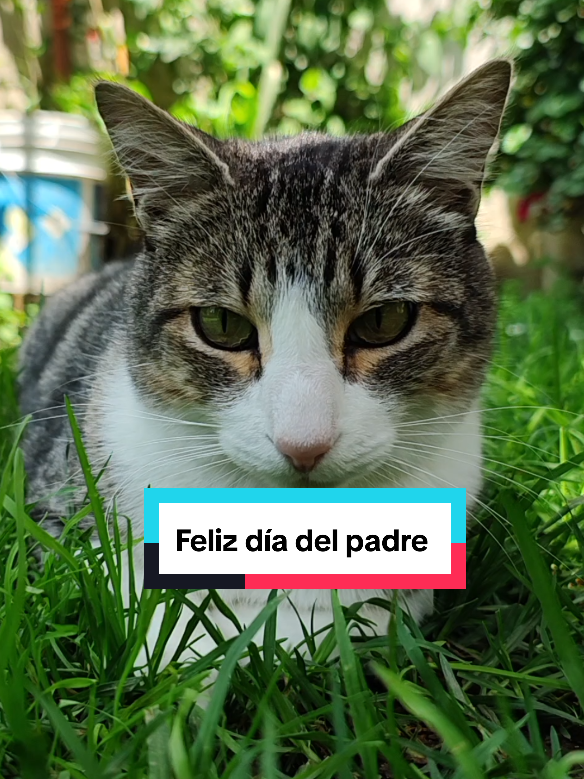 @Lunita🐱🌜