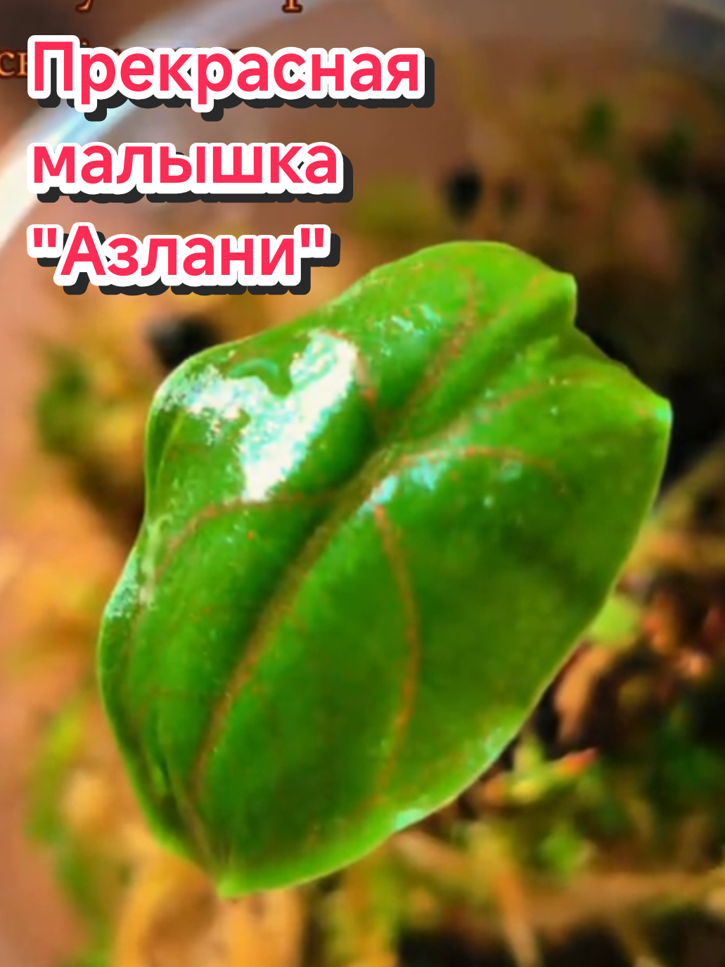 @kri_ma_photo