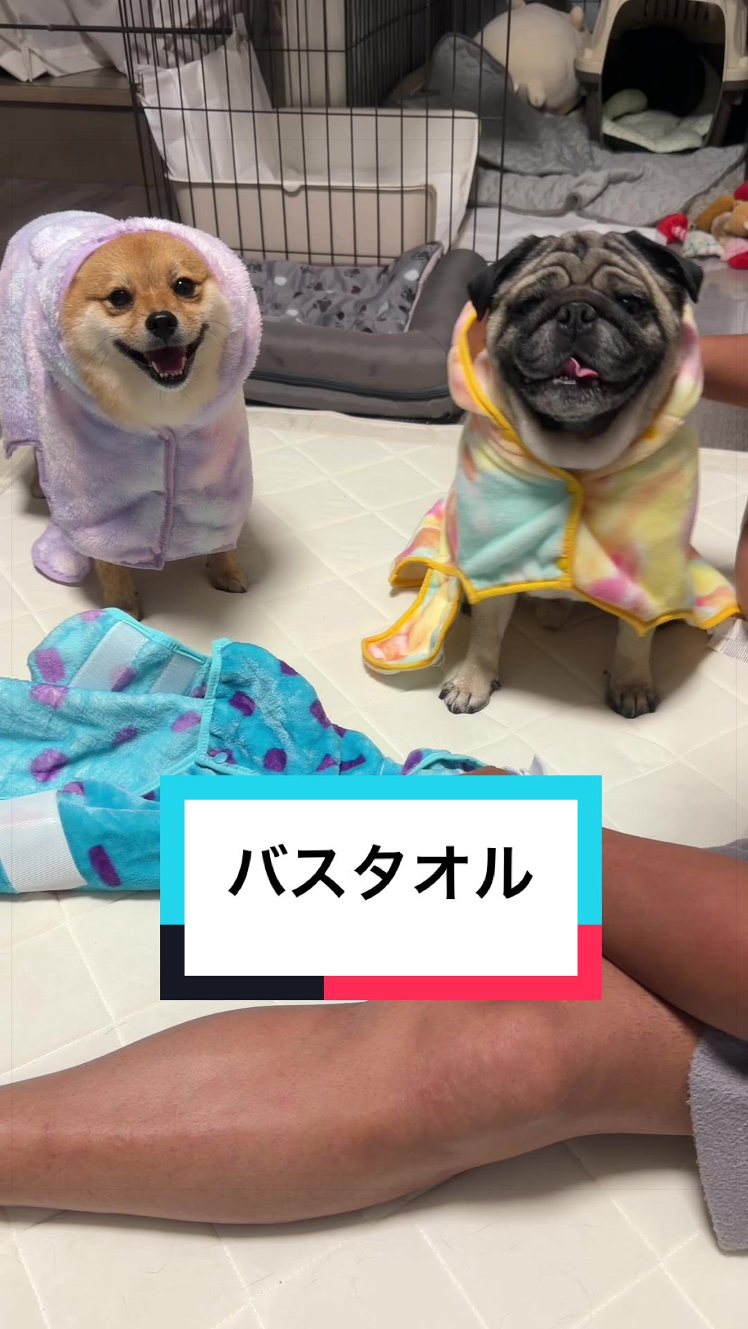 @🐶とん&ぺっぺこぺー🦊