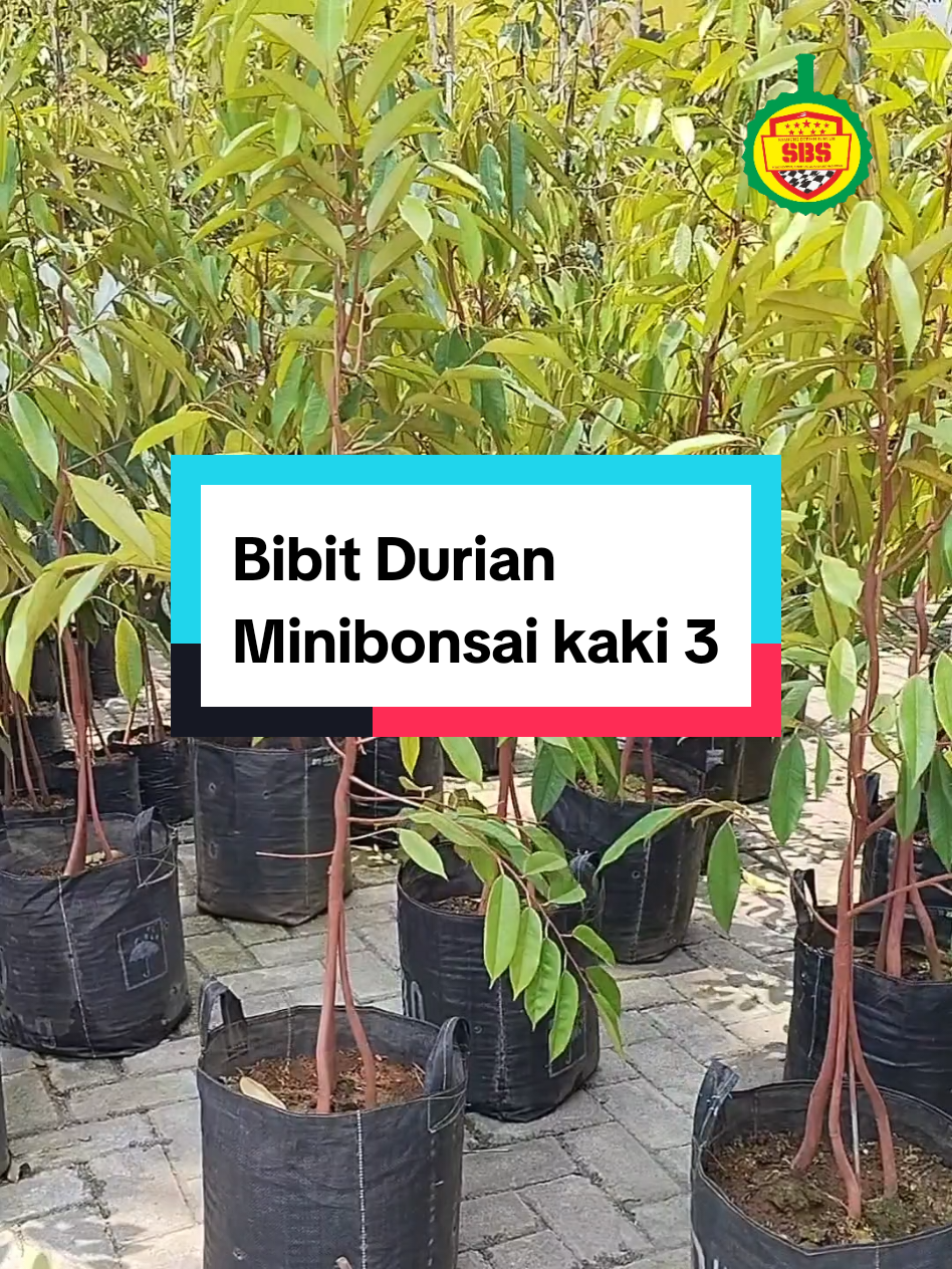 @Produksi Buah_SBS