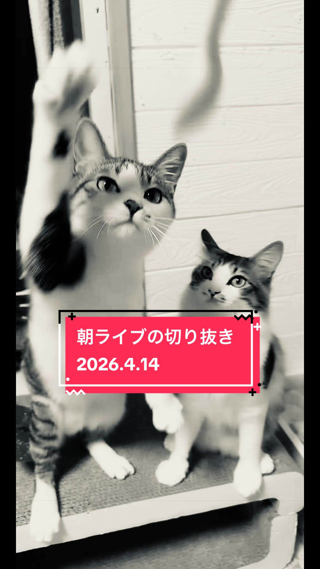 @👑ミキティ👑🙀🍜🙀🌿