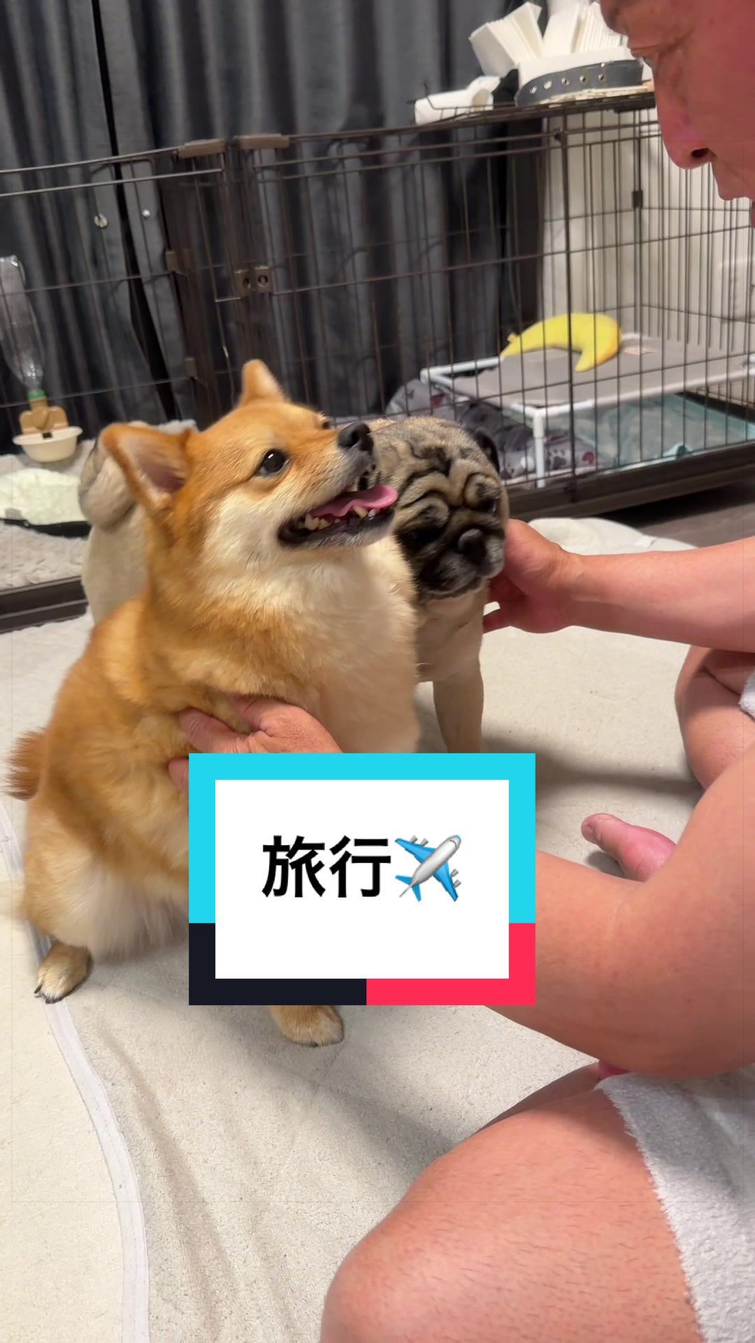 @🐶とん&ぺっぺこぺー🦊