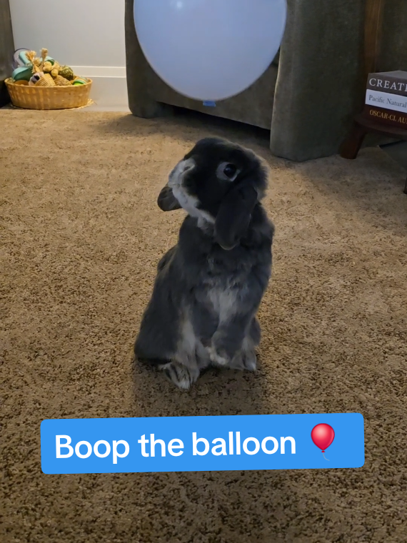 @Blueberry the Bunny