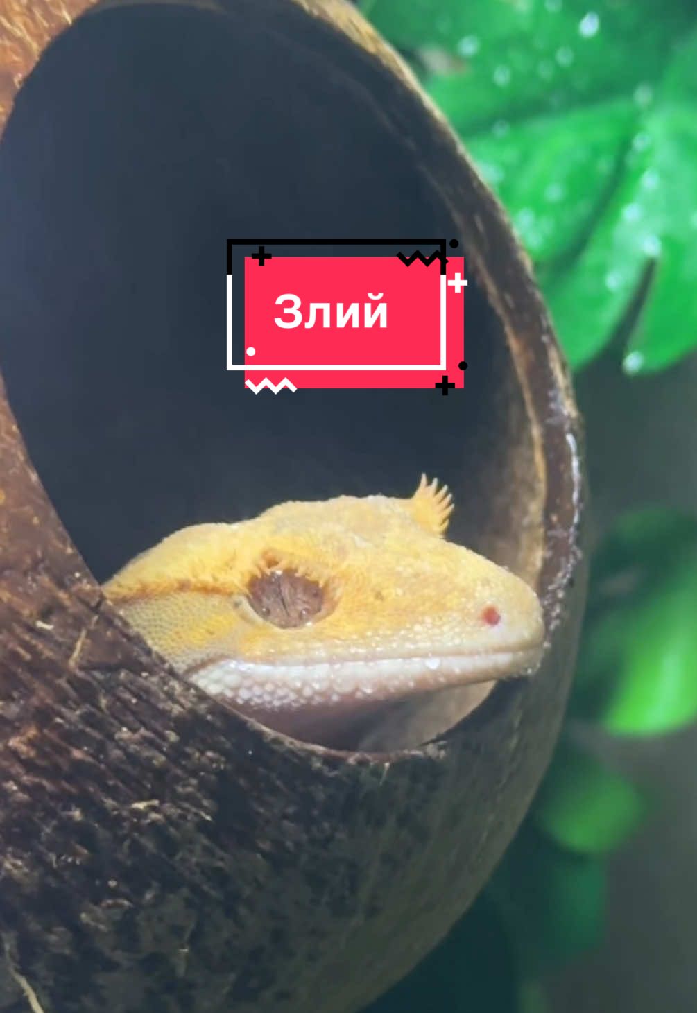 @alenas_wild_home