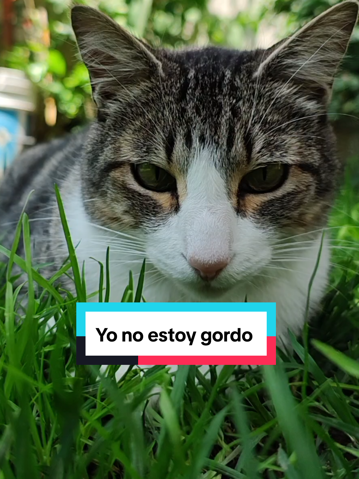 @Lunita🐱🌜