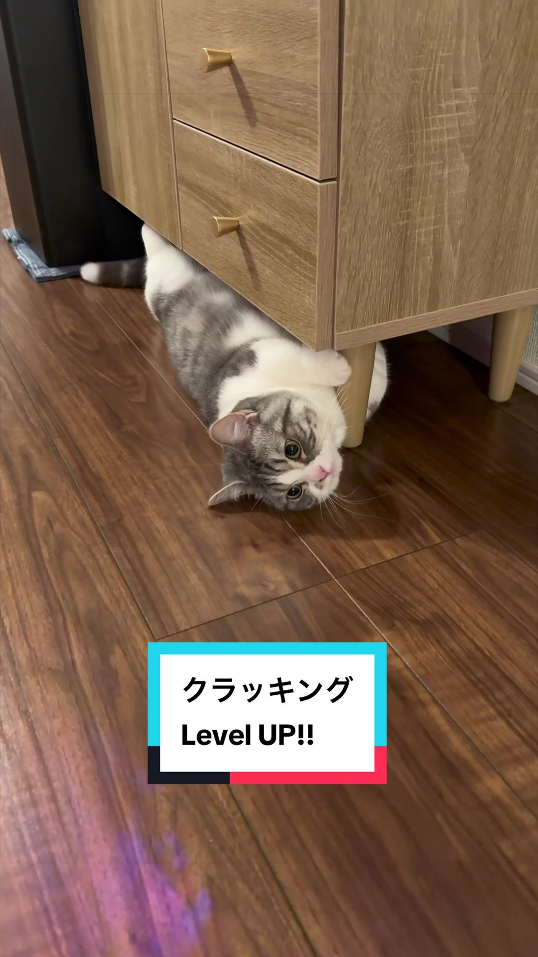 @☆しじみ☆マンチカン
