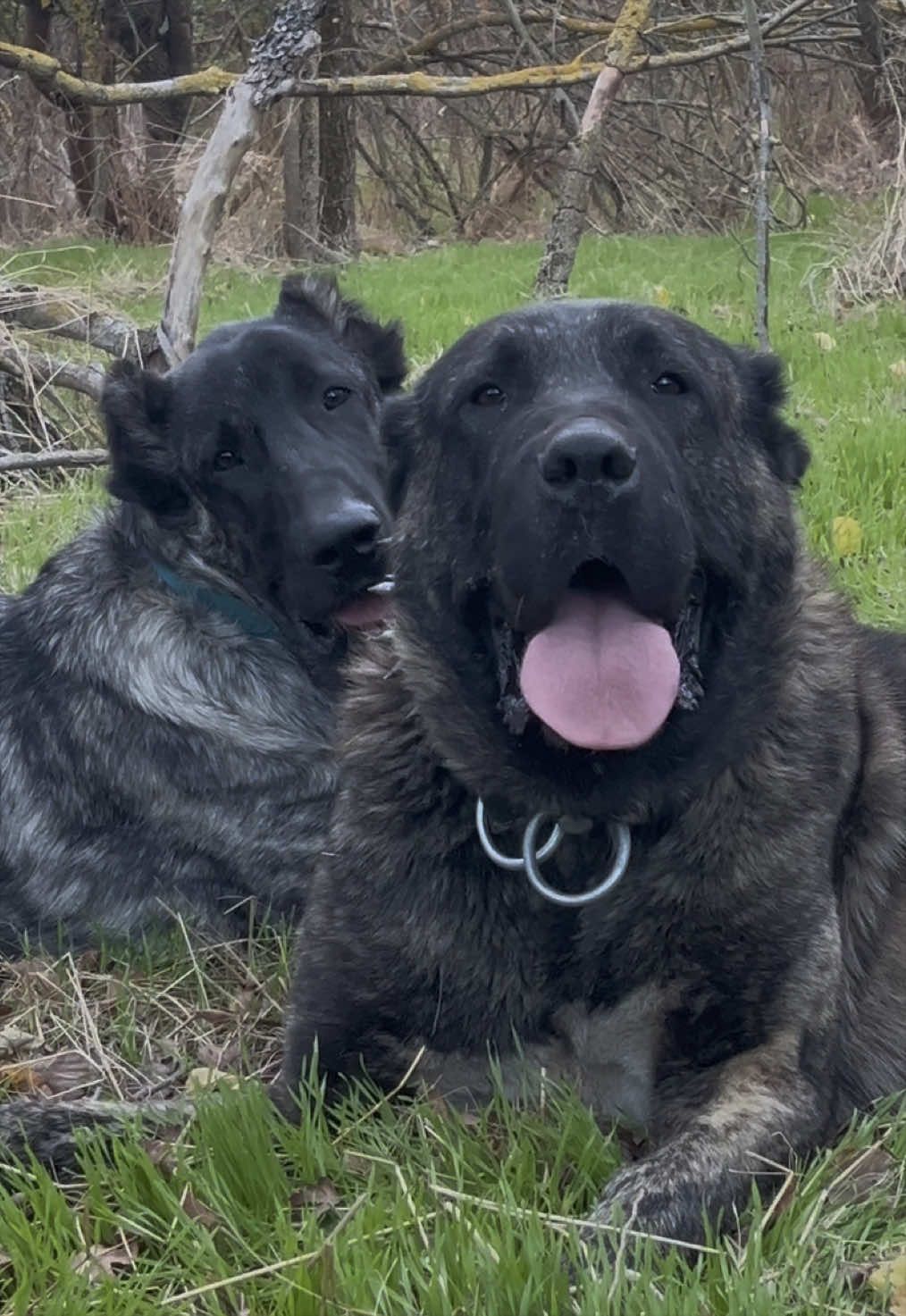 @💥Körpe Kennels💥