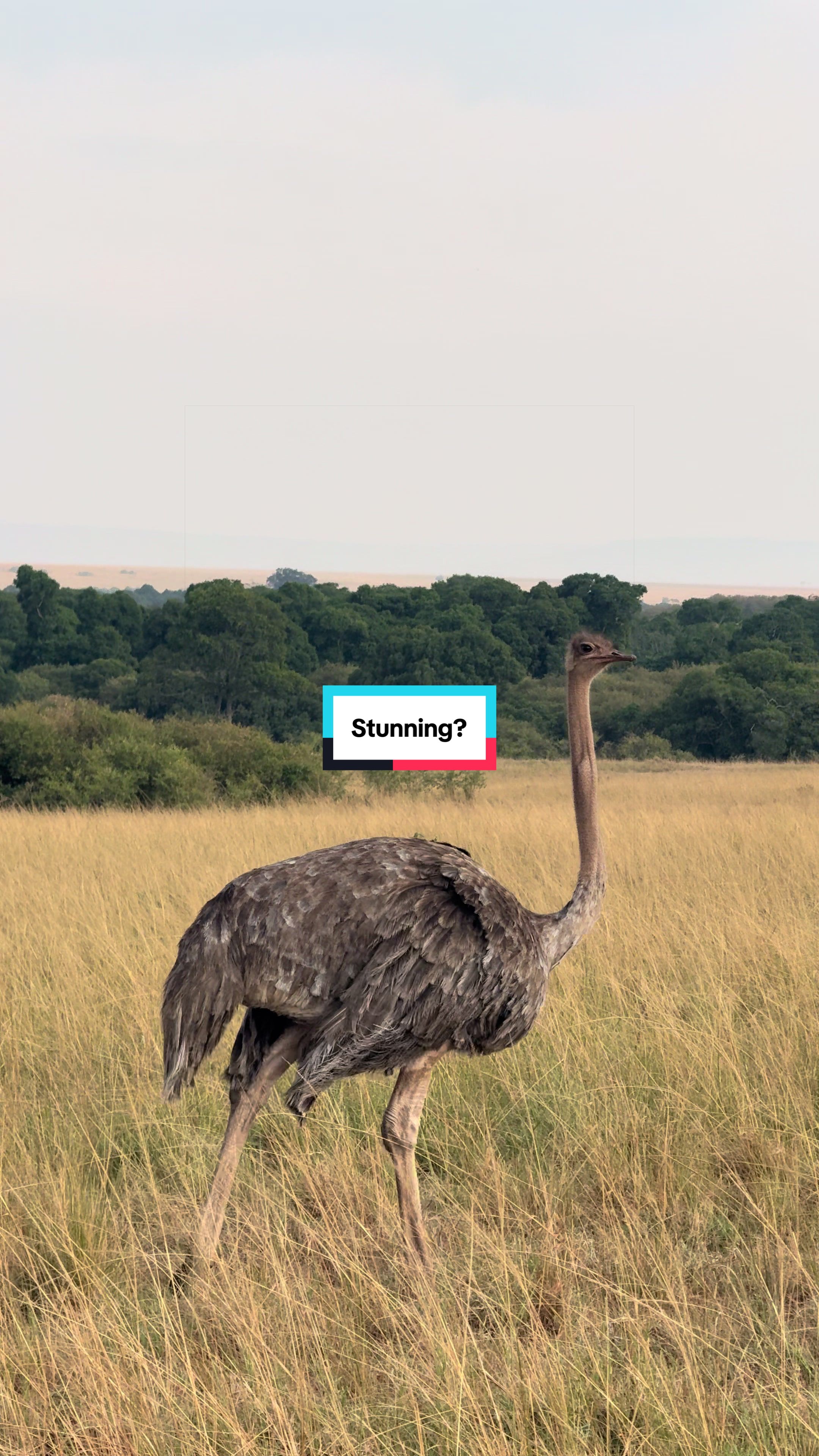 @Milana Tours and Safaris